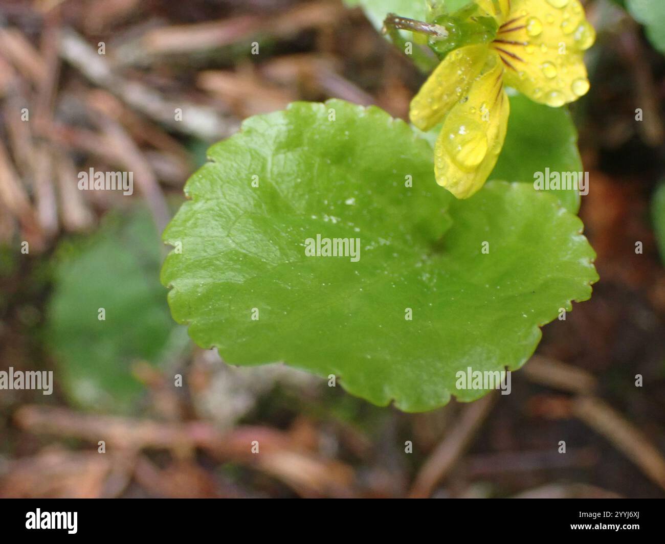 Roundleaf Violet Viola orbiculata hi-res stock photography and images - Alamy