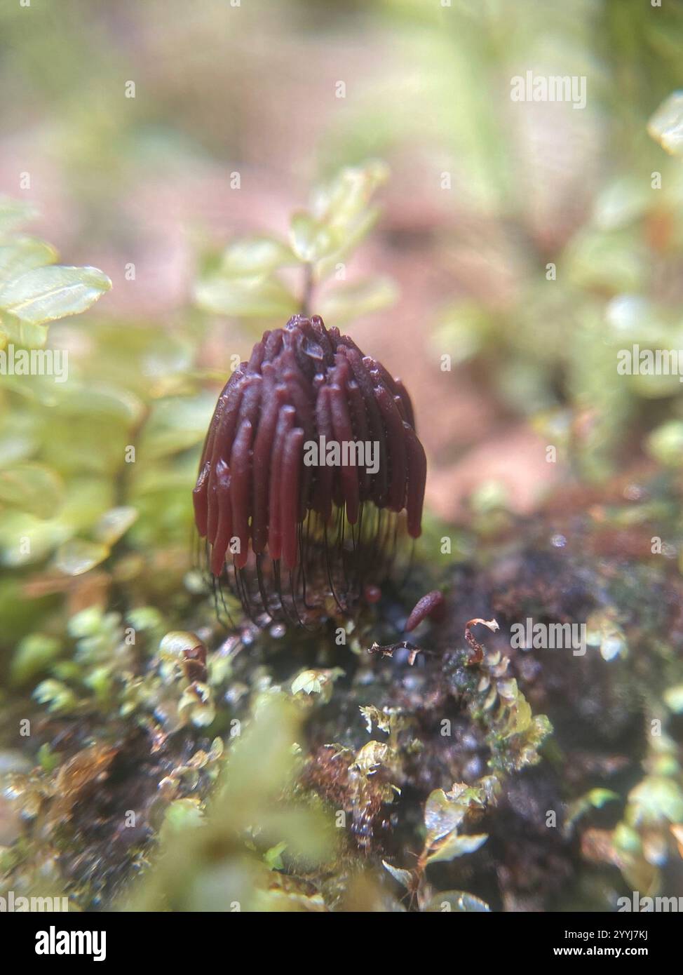 Stemonitis Splendens chocolate tube slime (Stemonitis splendens Stock Photo - Alamy