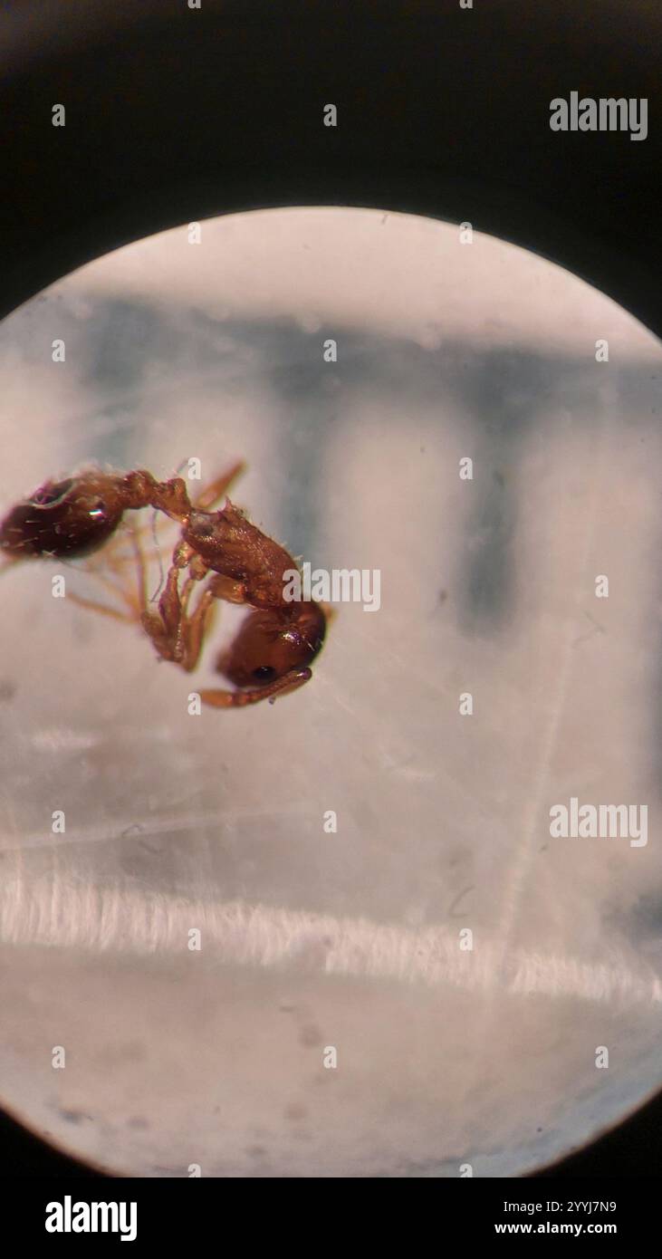 (Temnothorax nylanderi) Stock Photo