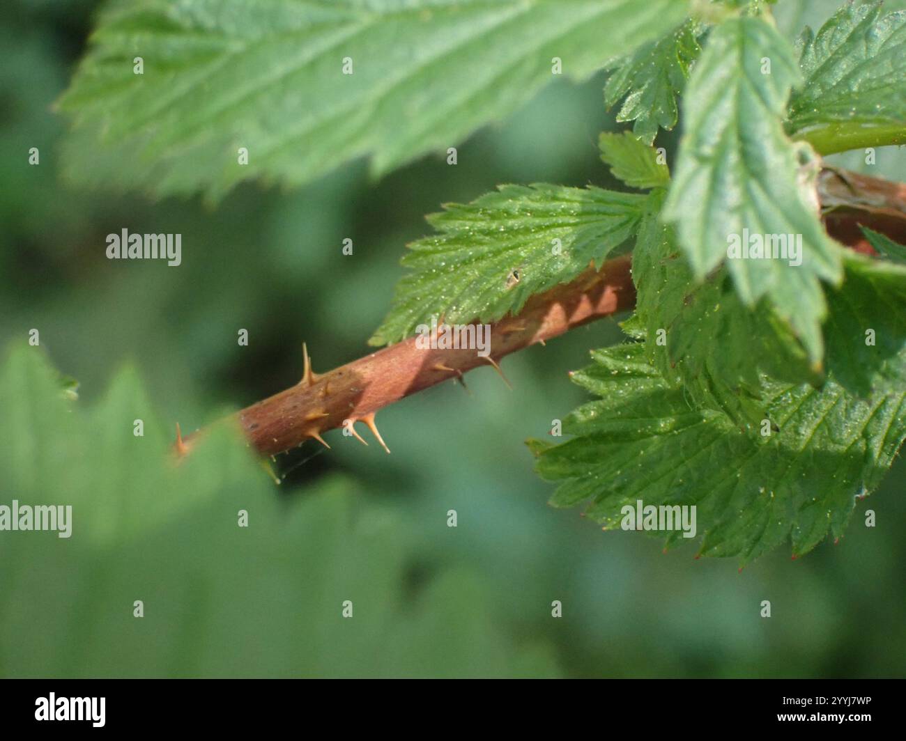 American red raspberry rubus idaeus hi-res stock photography and images ...