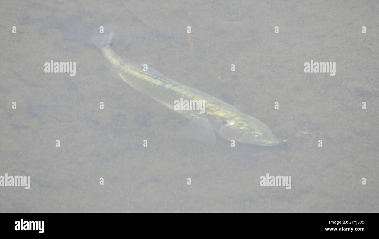 Ray-finned Fishes (Actinopterygii Stock Photo - Alamy