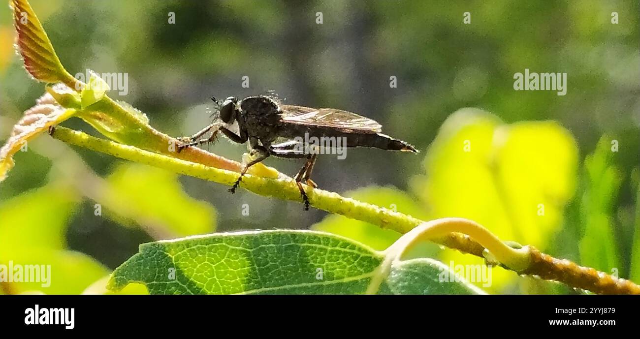 kite-tailed robberfly (Tolmerus atricapillus Stock Photo - Alamy