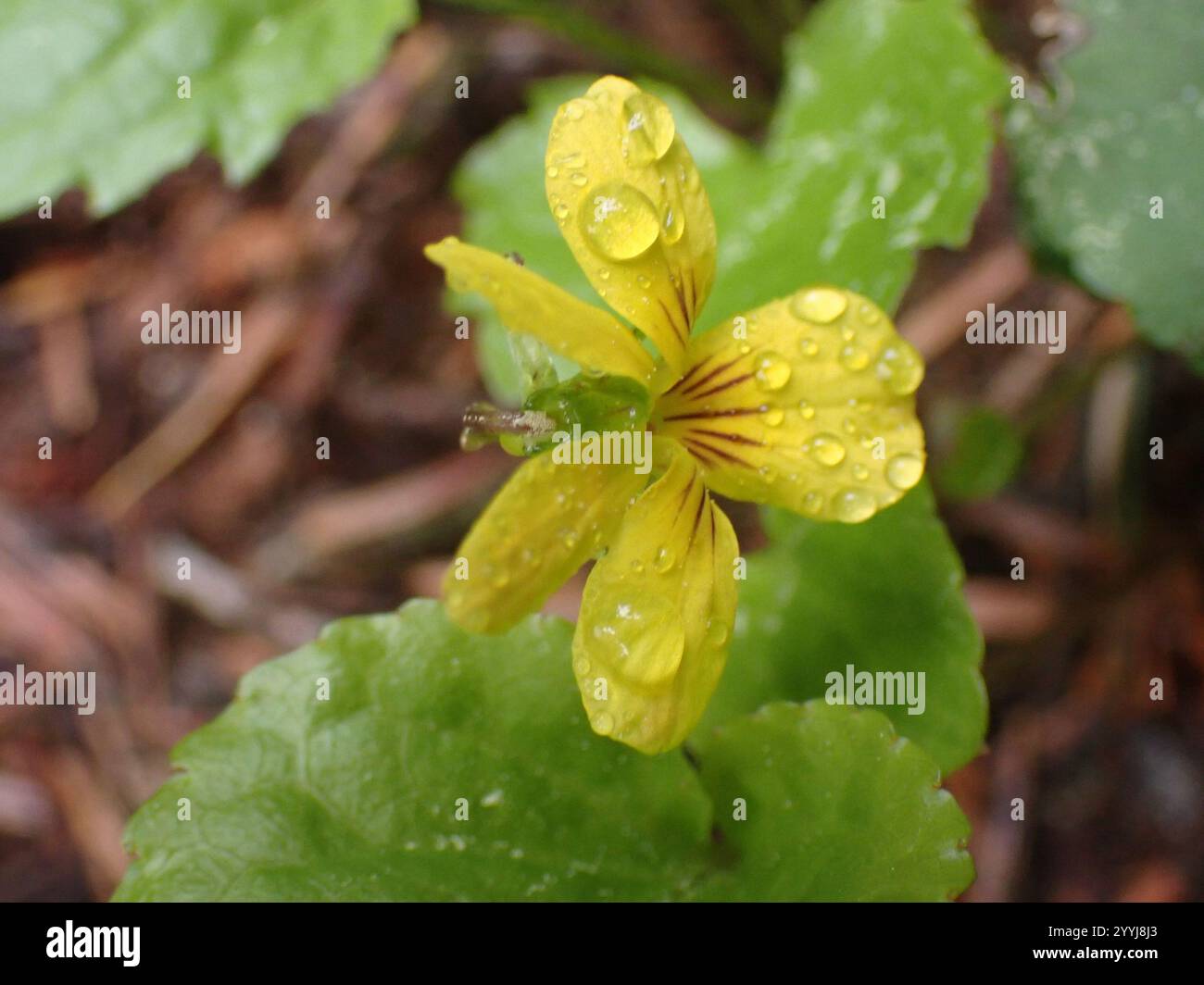 Roundleaf Violet Viola orbiculata hi-res stock photography and images - Alamy