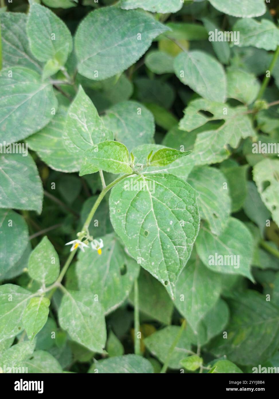 Black Nightshade Complex (Solanum nigrum Stock Photo - Alamy
