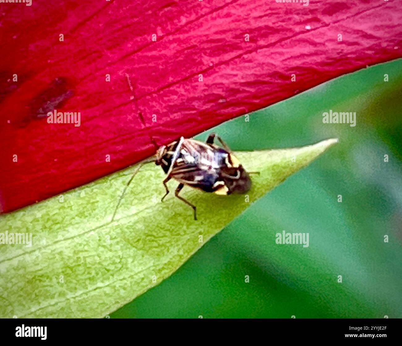 North American Tarnished Plant Bug (Lygus lineolaris Stock Photo - Alamy
