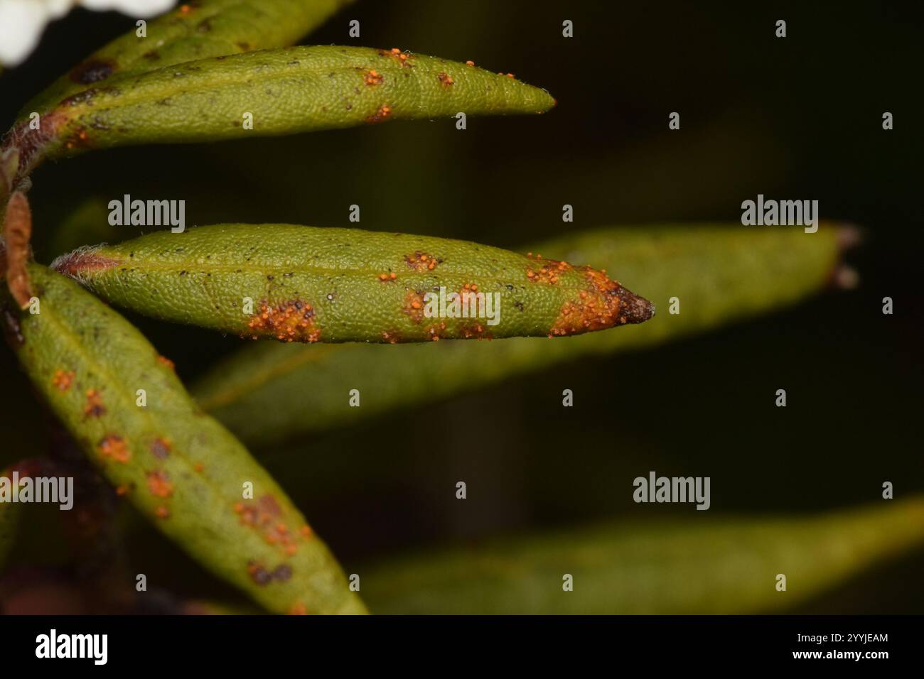 Labrador tea rust hi-res stock photography and images - Alamy