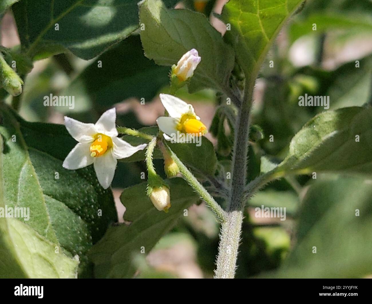 black nightshade (Solanum nigrum Stock Photo - Alamy