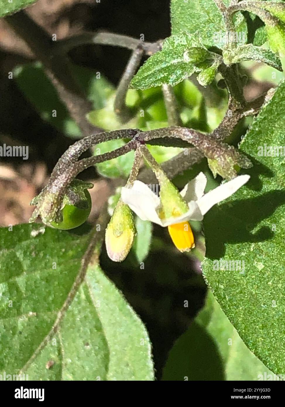 black nightshade (Solanum nigrum Stock Photo - Alamy