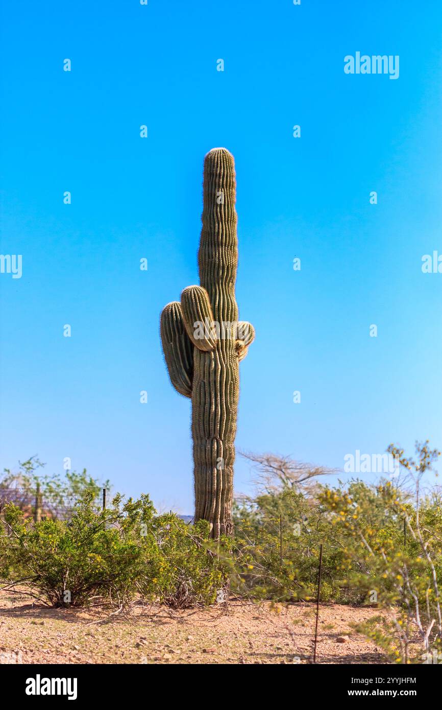 A tall cactus stands in a desert with a clear blue sky above. The ...