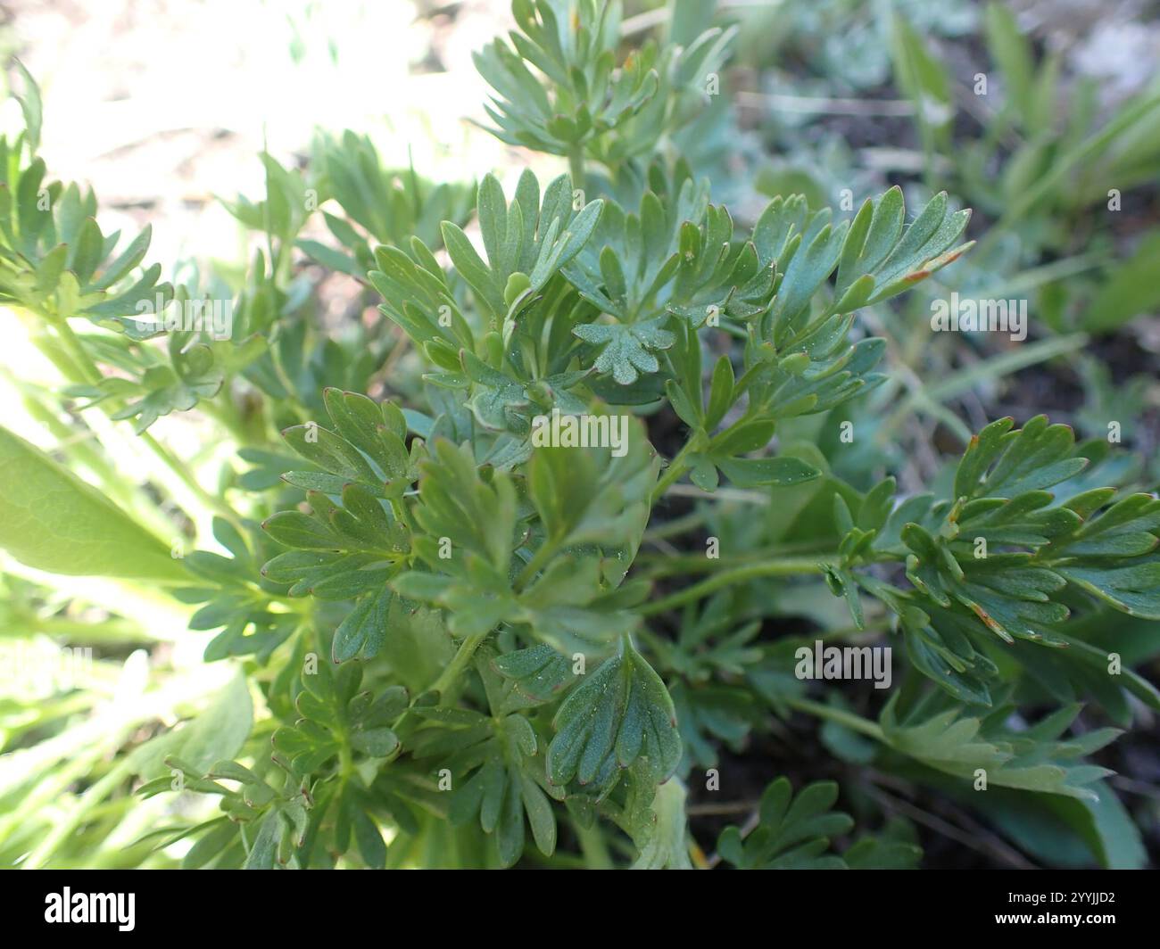Cutleaf Anemone (Anemone multifida Stock Photo - Alamy