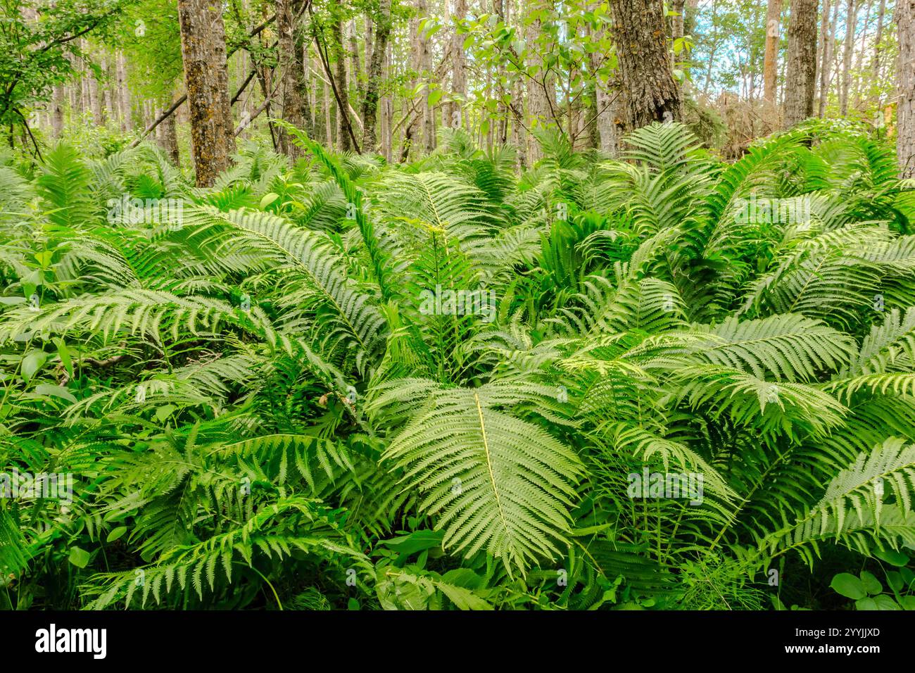 A lush green forest with a variety of plants and trees. The forest is ...