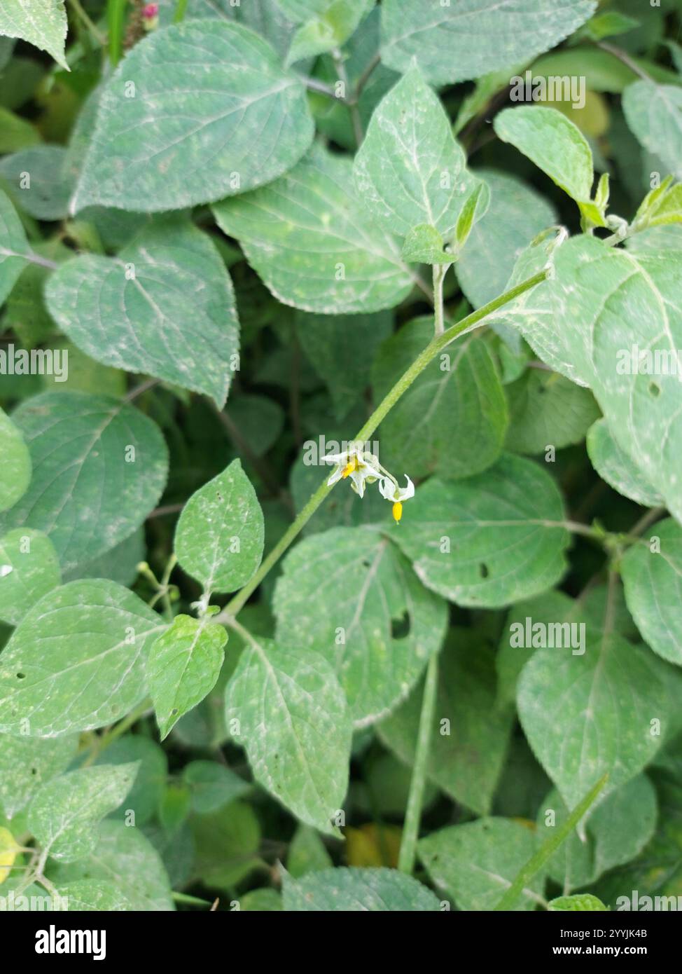 Black Nightshade Complex (Solanum nigrum Stock Photo - Alamy