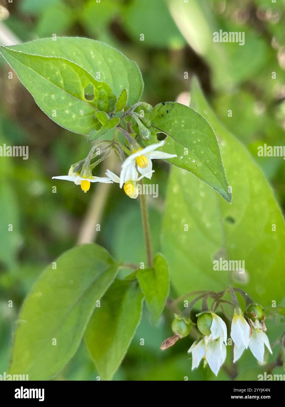 Black Nightshade Complex (Solanum nigrum Stock Photo - Alamy