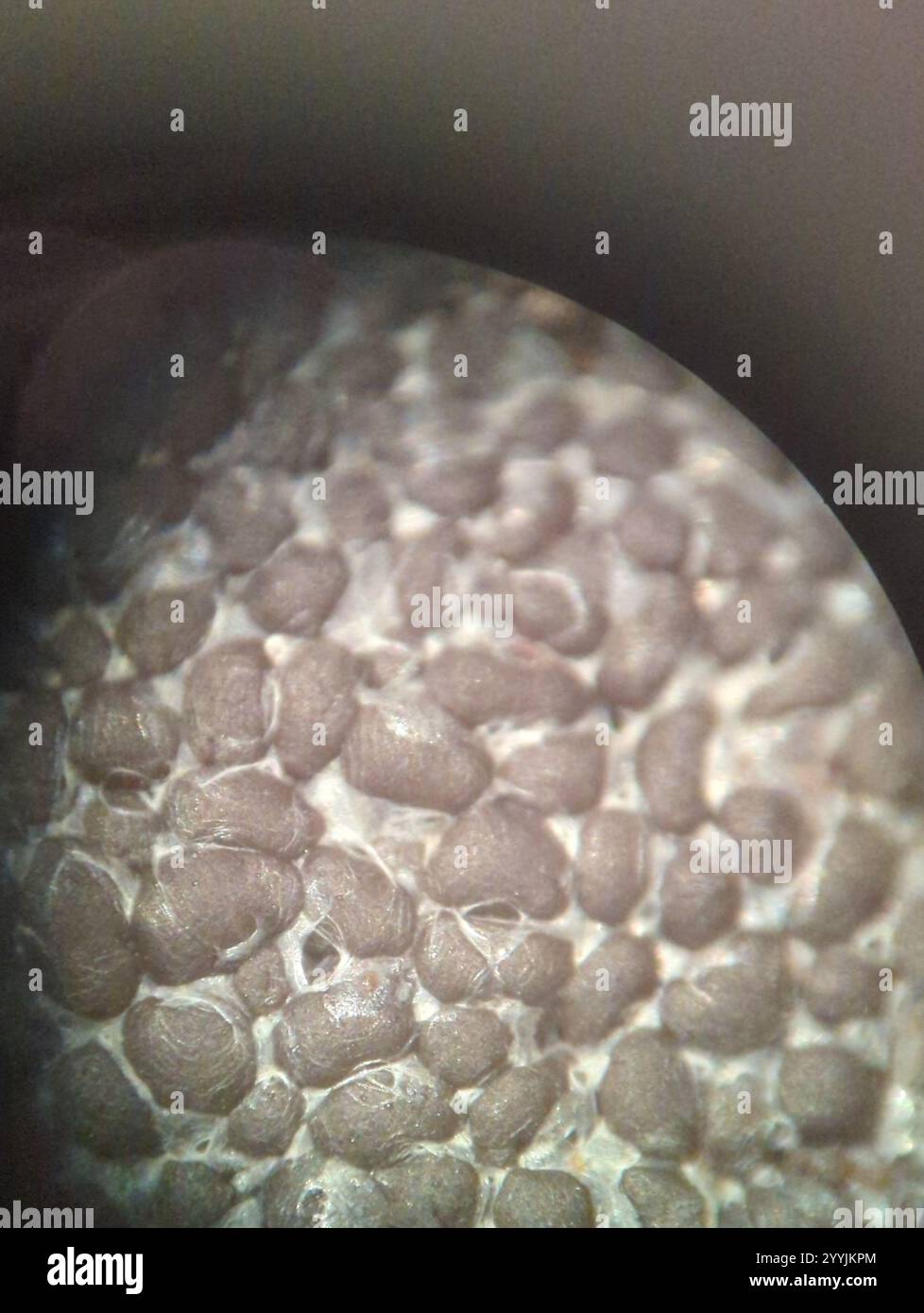 reticulate slime mold family (Reticulariaceae Stock Photo - Alamy