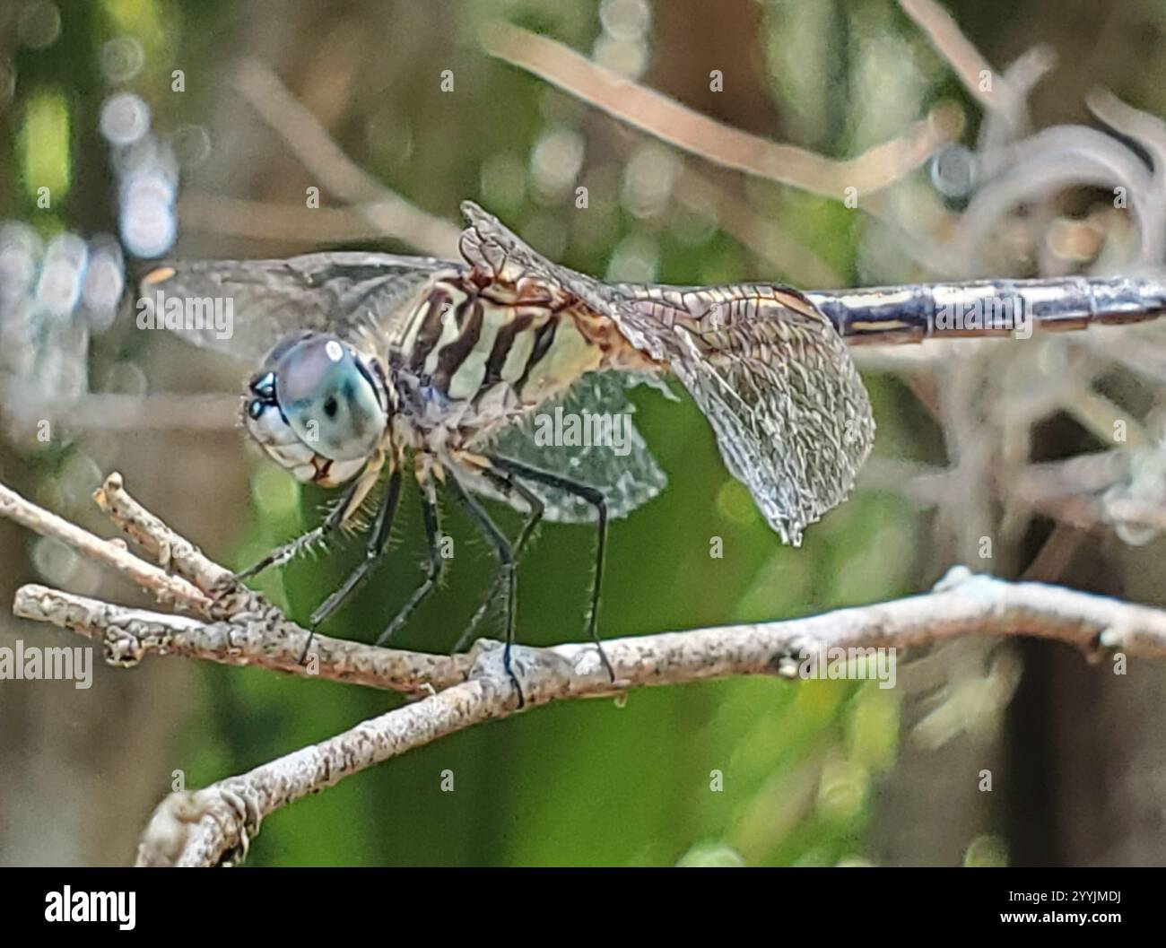 Blue Dasher (Pachydiplax longipennis Stock Photo - Alamy