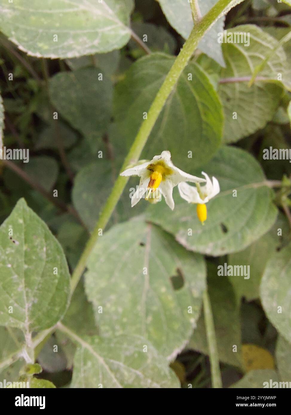Black Nightshade Complex (Solanum nigrum Stock Photo - Alamy