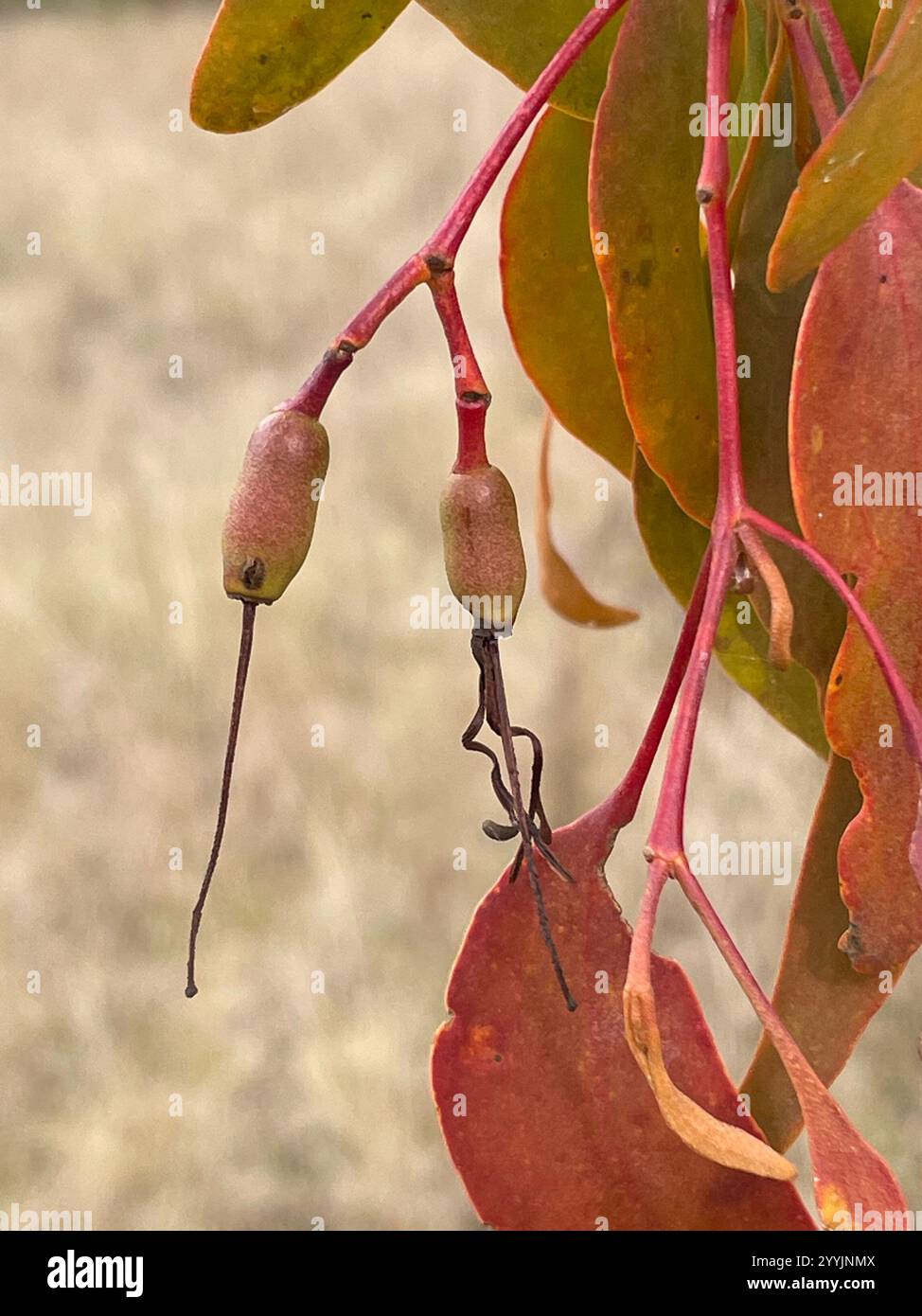 Box Mistletoe (Amyema miquelii Stock Photo - Alamy