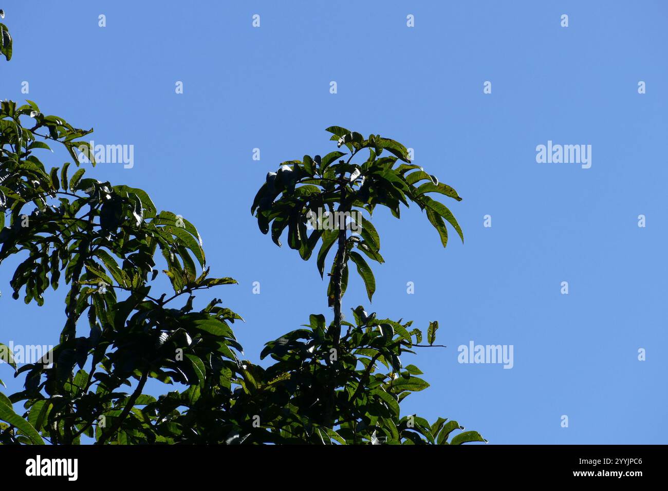 Native Tamarind (Diploglottis australis Stock Photo - Alamy