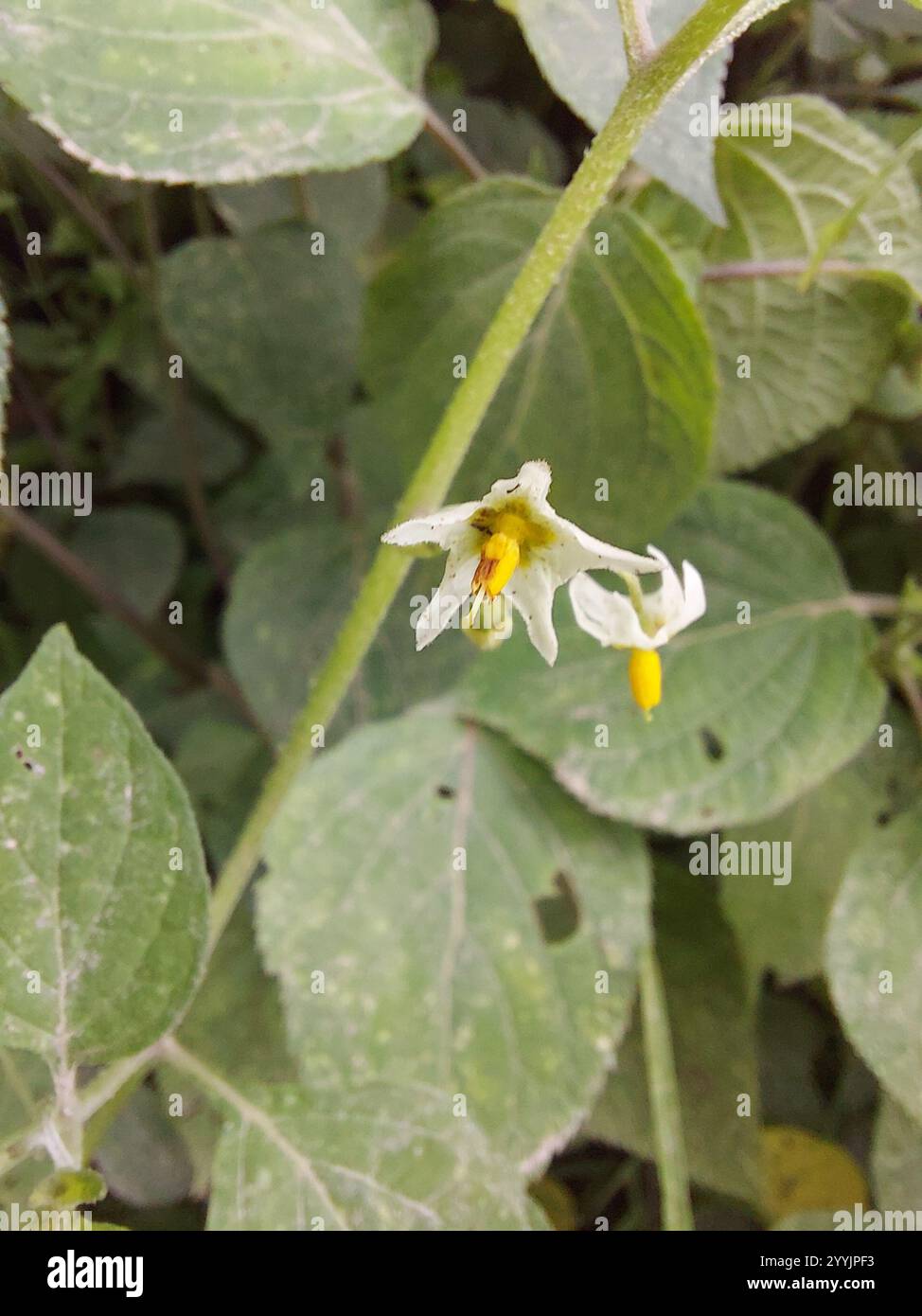 Black Nightshade Complex (Solanum nigrum Stock Photo - Alamy