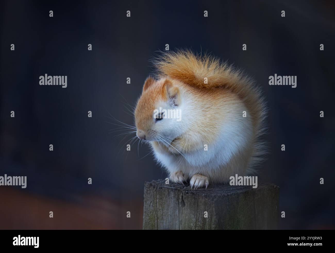 White squirrel (leucistic red squirrel) sitting on a post on a cold winter morning in Canada Stock Photo