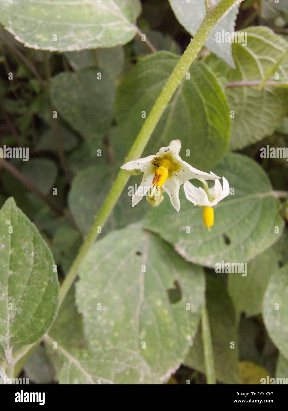 Black Nightshade Complex (Solanum nigrum Stock Photo - Alamy