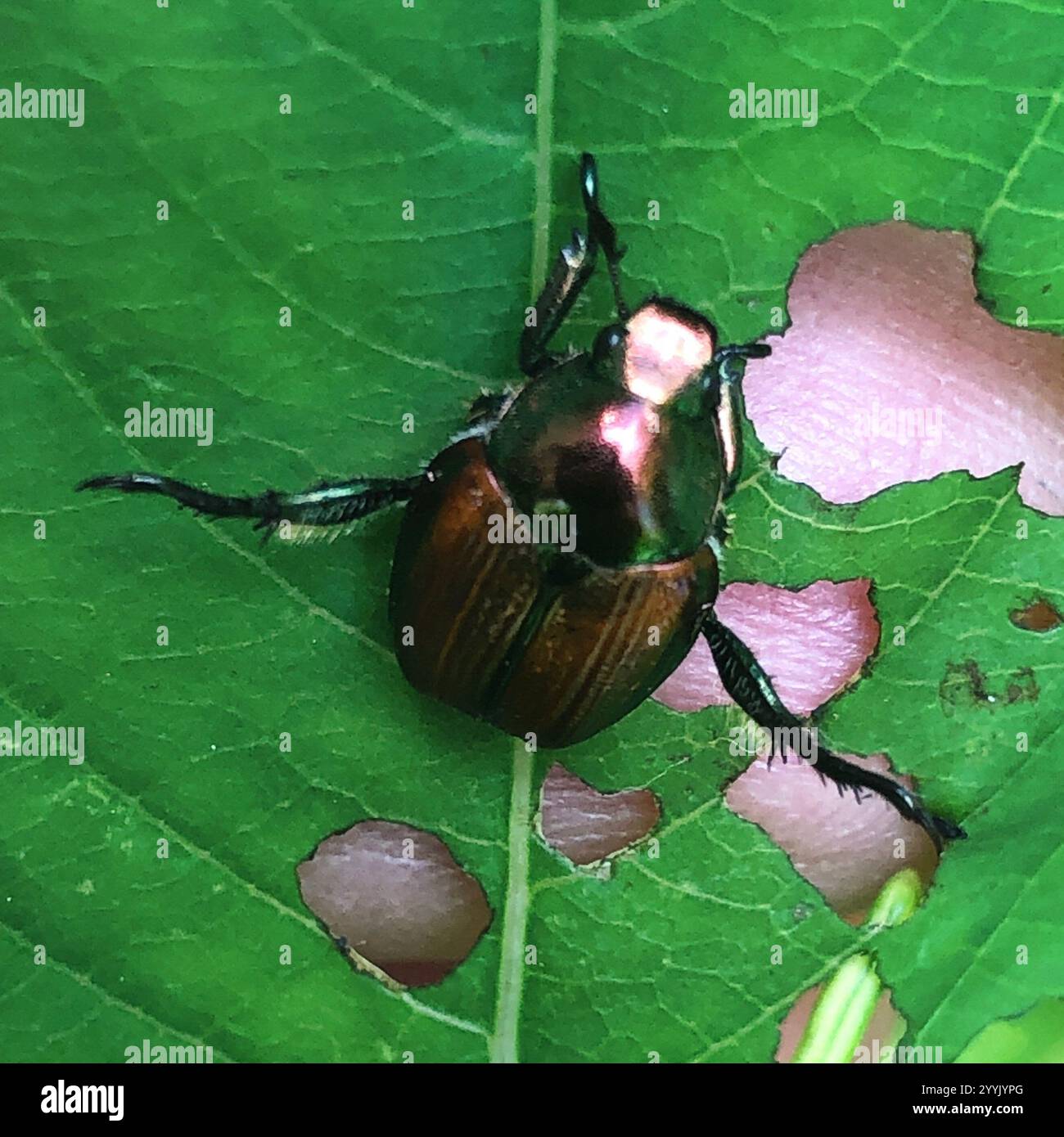 Japanese Beetle (Popillia japonica Stock Photo - Alamy