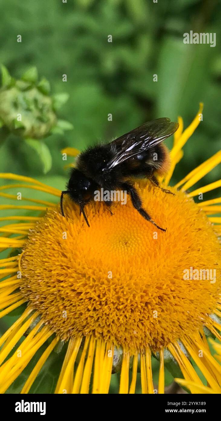 Hill Cuckoo Bumble bee (Bombus rupestris Stock Photo - Alamy