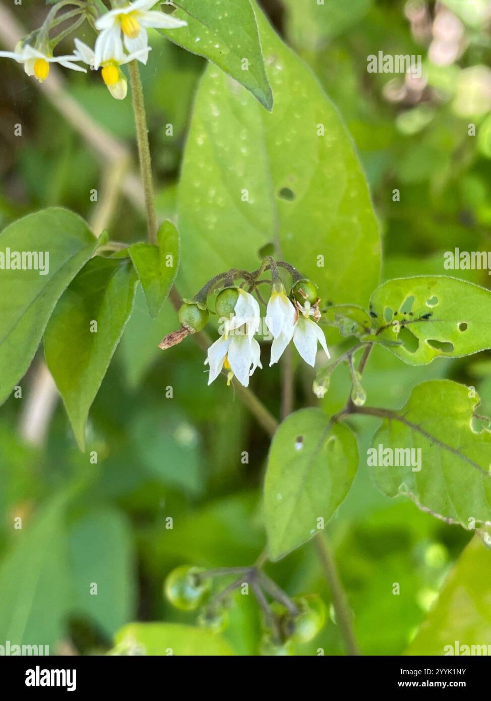 Black Nightshade Complex (Solanum nigrum Stock Photo - Alamy