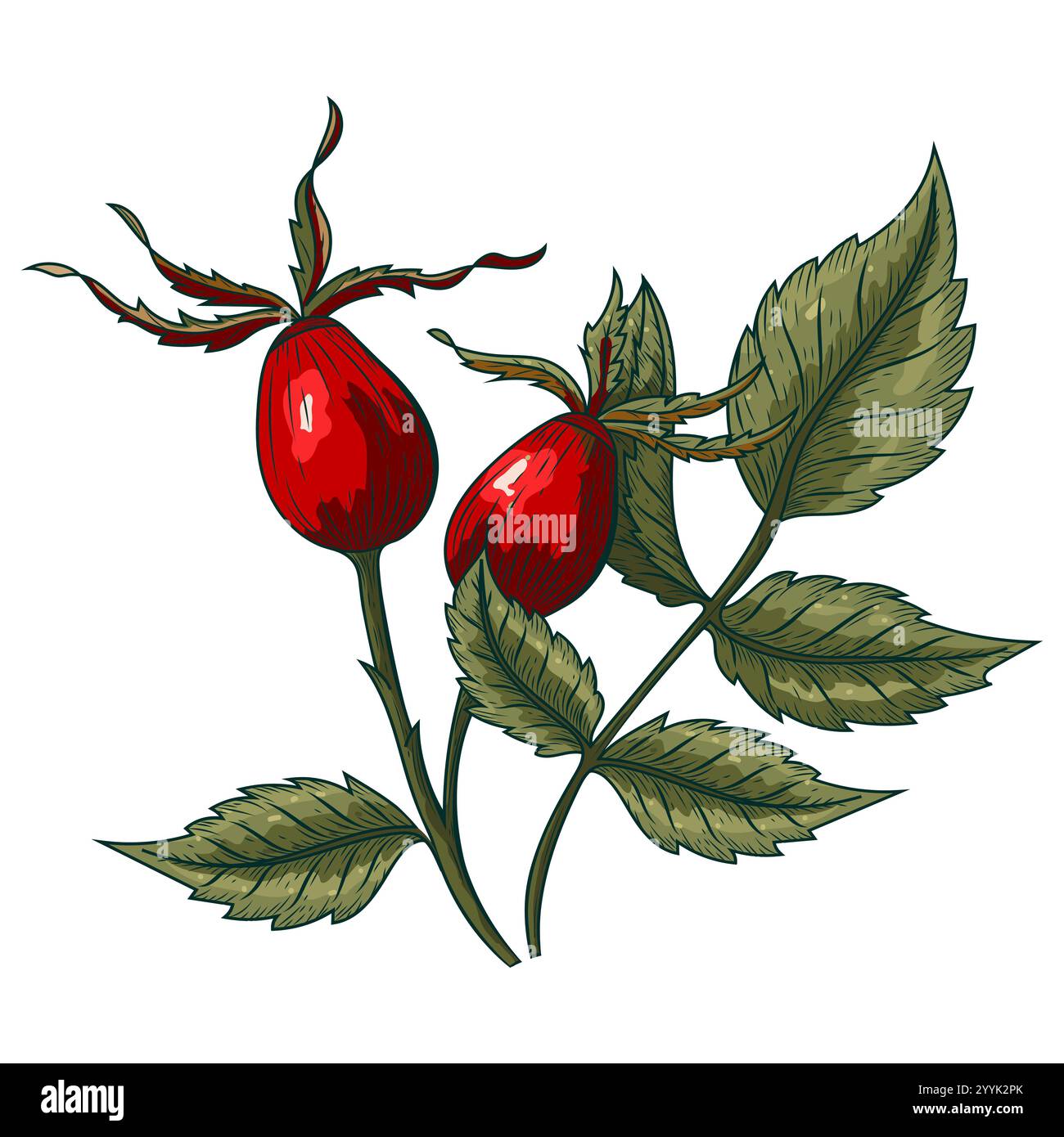 Hand-drawn colorful dog rose flower vector illustration, botanical ...