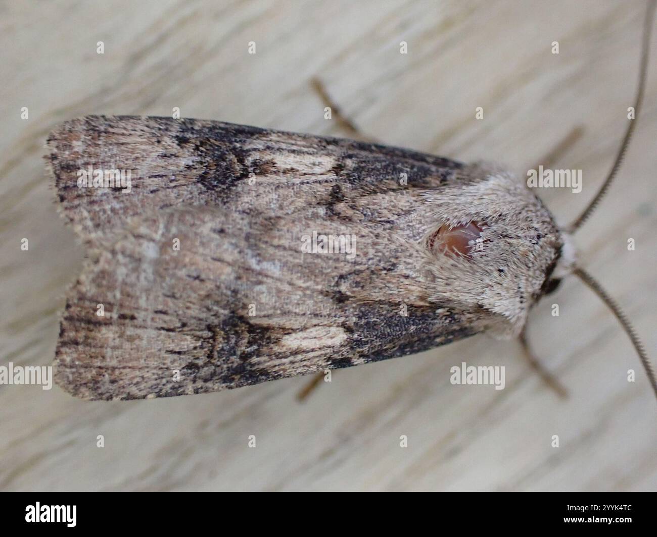 Shuttle shaped dart hires stock photography and images Alamy