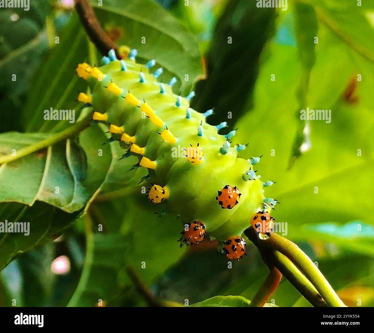 Cecropia Moth (Hyalophora cecropia Stock Photo - Alamy