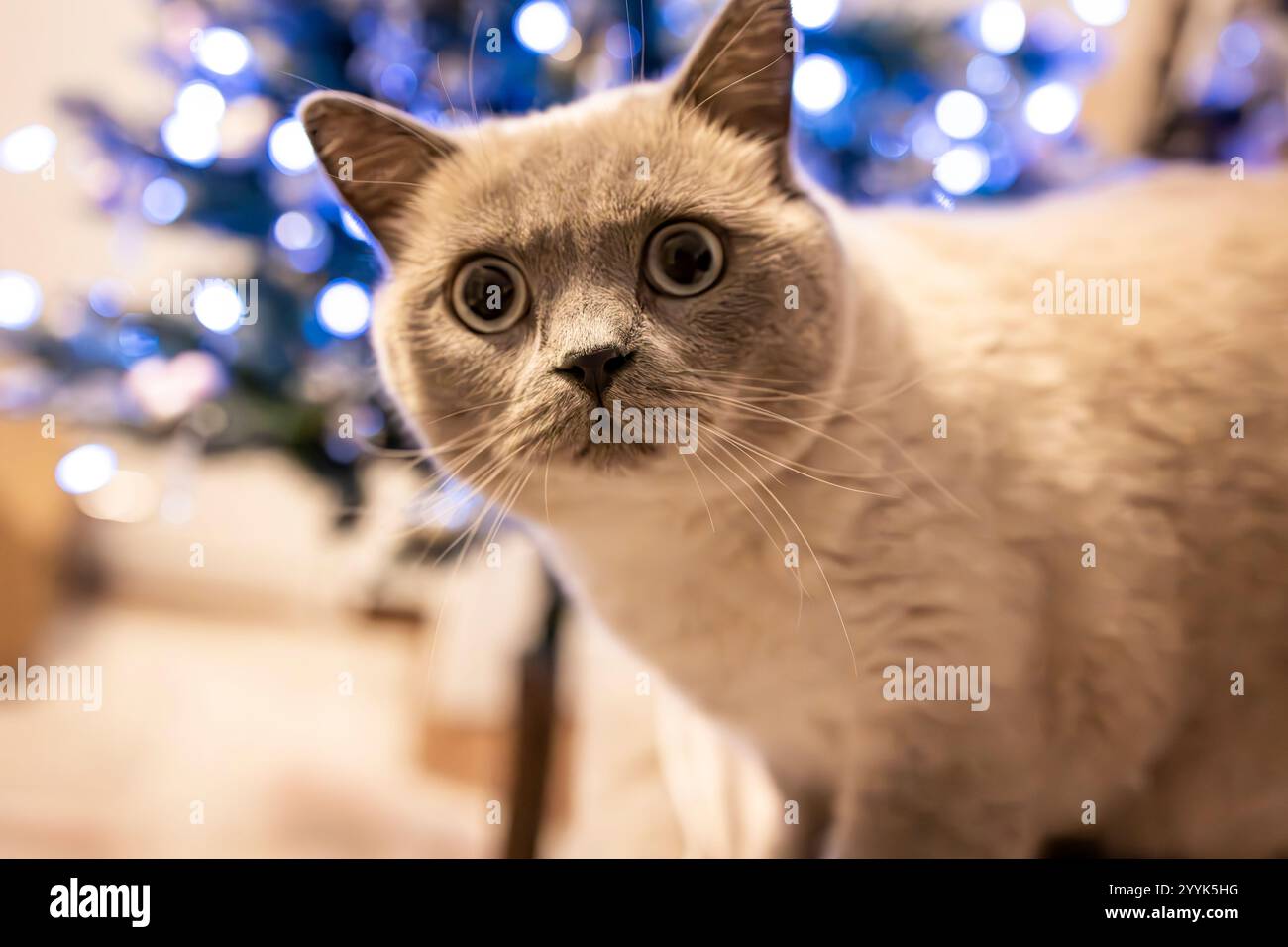 Che vector hi-res stock photography and images - Alamy
