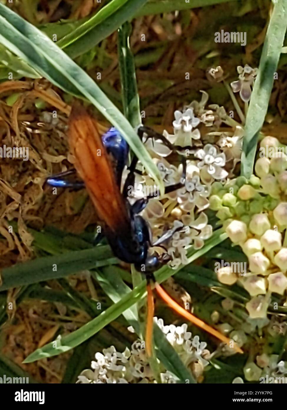 Milde's Tarantula-hawk Wasp (Pepsis mildei Stock Photo - Alamy