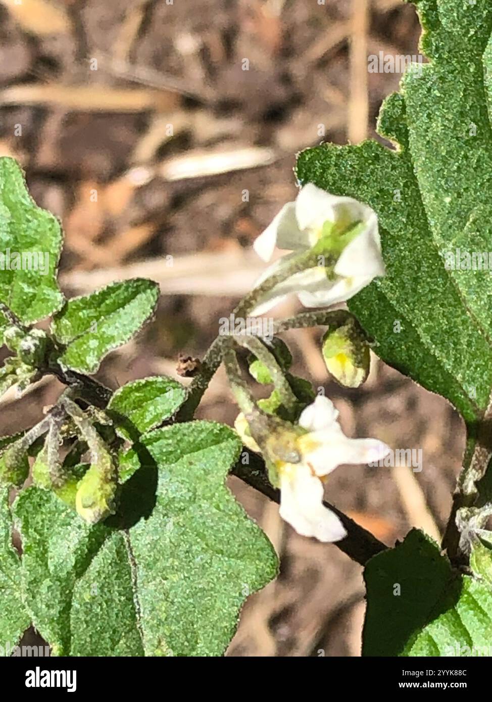 black nightshade (Solanum nigrum Stock Photo - Alamy