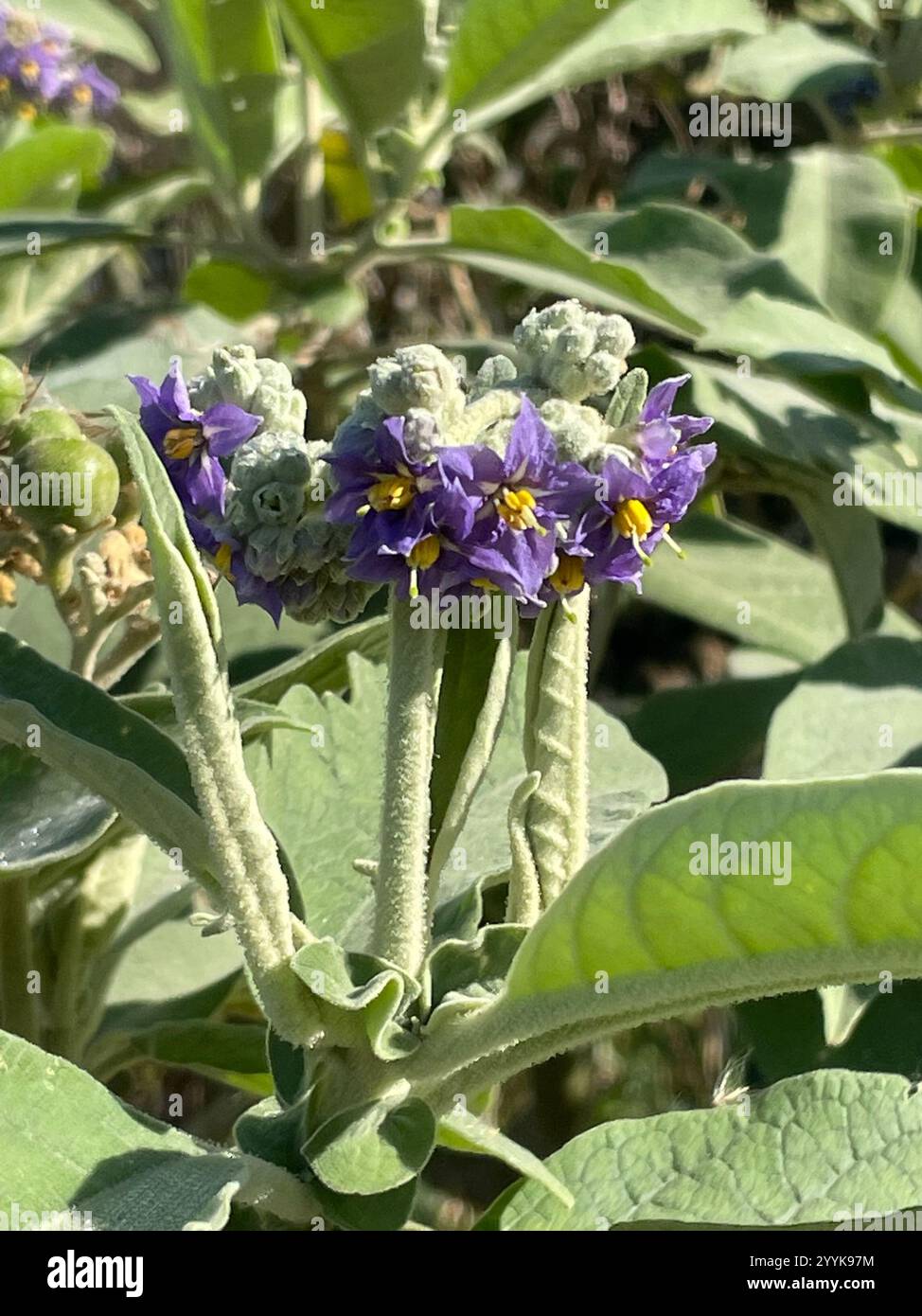 bugweed (Solanum mauritianum Stock Photo - Alamy