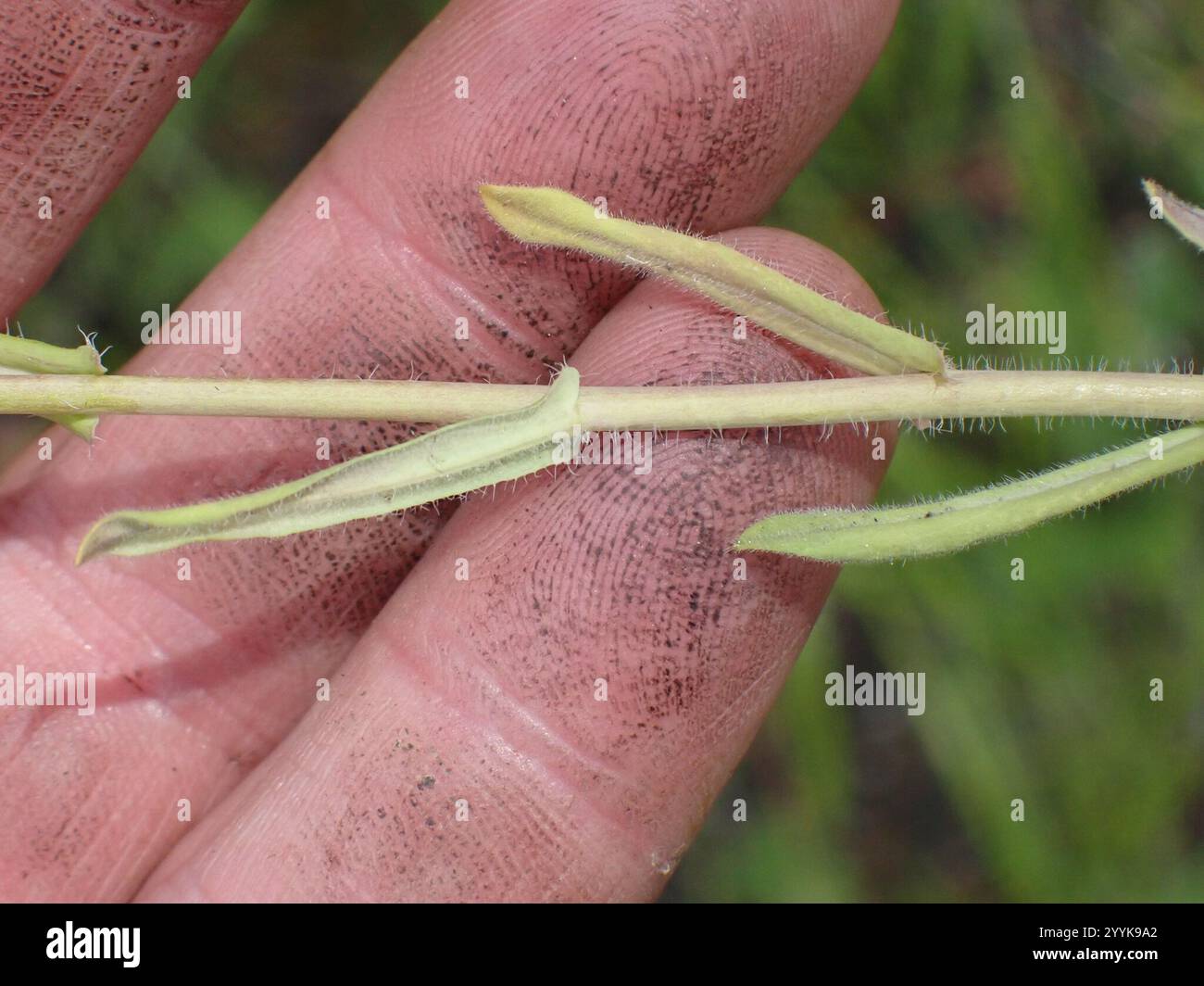 drummond's rockcress (Boechera stricta Stock Photo - Alamy