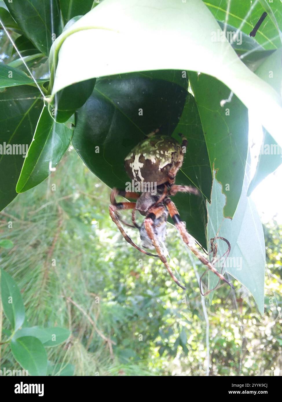 Giant Lichen Orbweaver (Araneus bicentenarius Stock Photo - Alamy