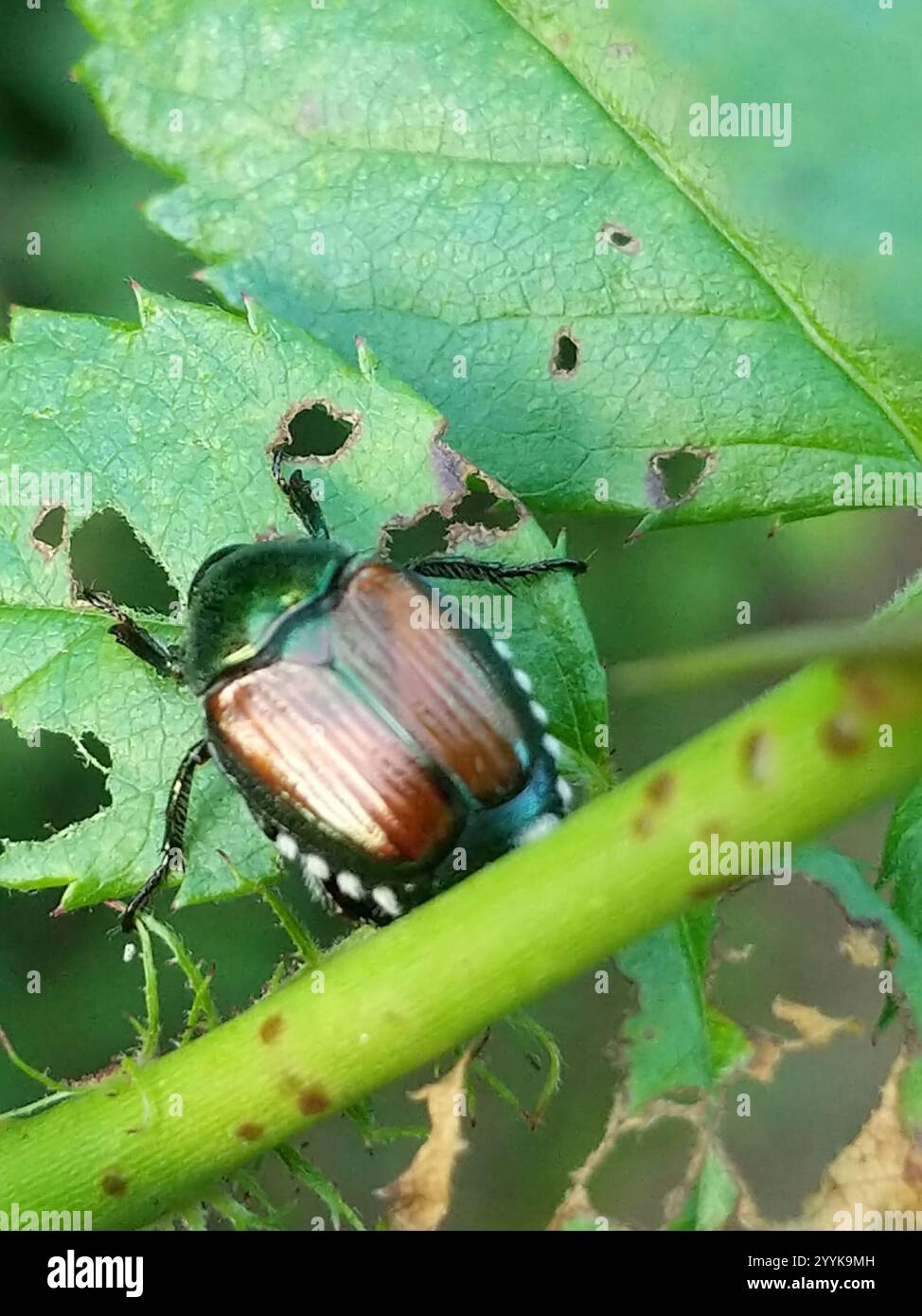 Japanese Beetle (Popillia japonica Stock Photo - Alamy