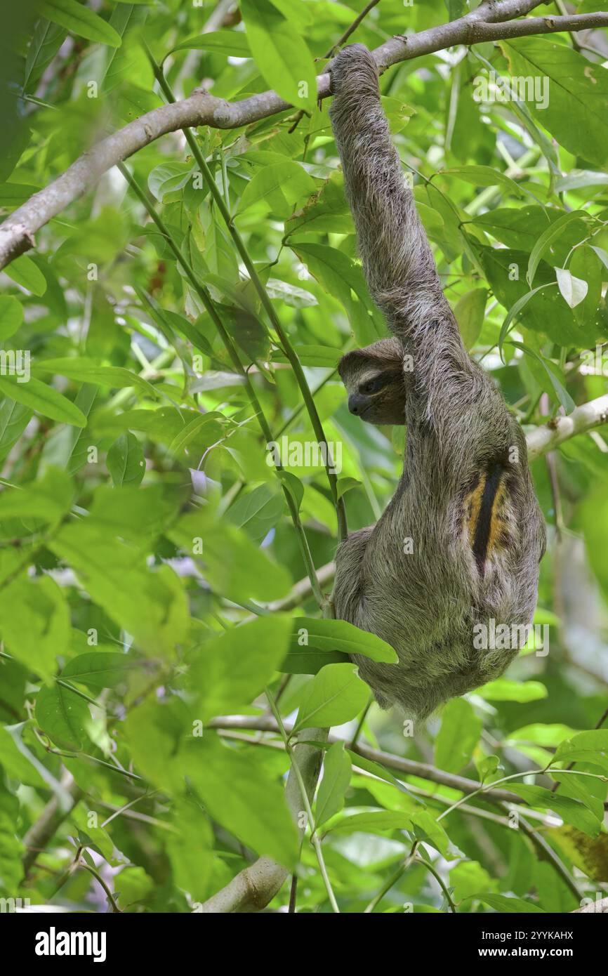 Three-fingered sloth male (Bradypus tridactylus) Costa Rica Stock Photo ...