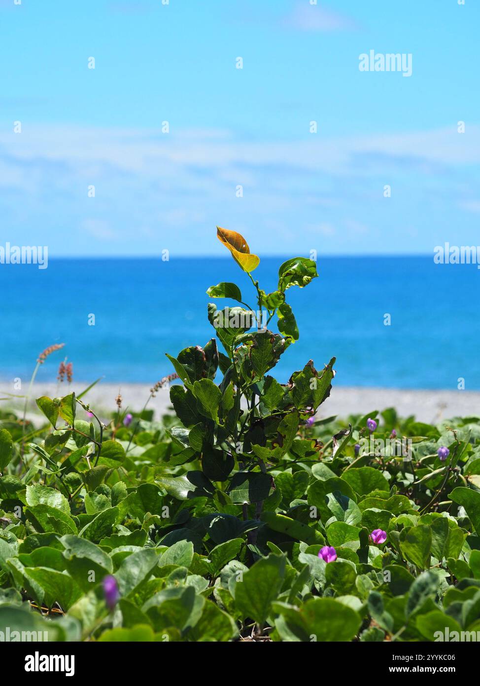 Beech Tree India Indian beech tree (Millettia pinnata Stock Photo - Alamy