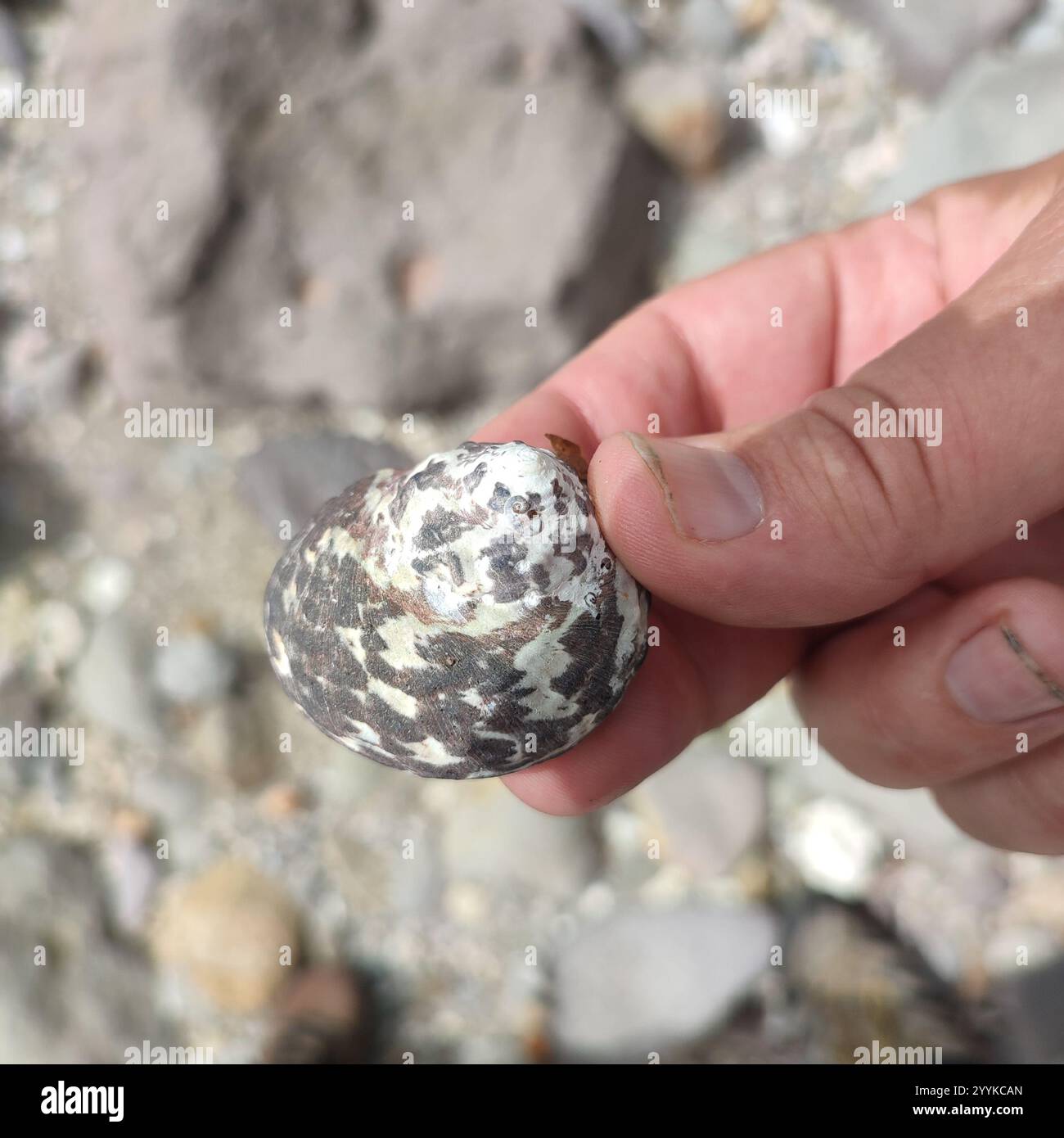 West indian top shell hi-res stock photography and images - Alamy