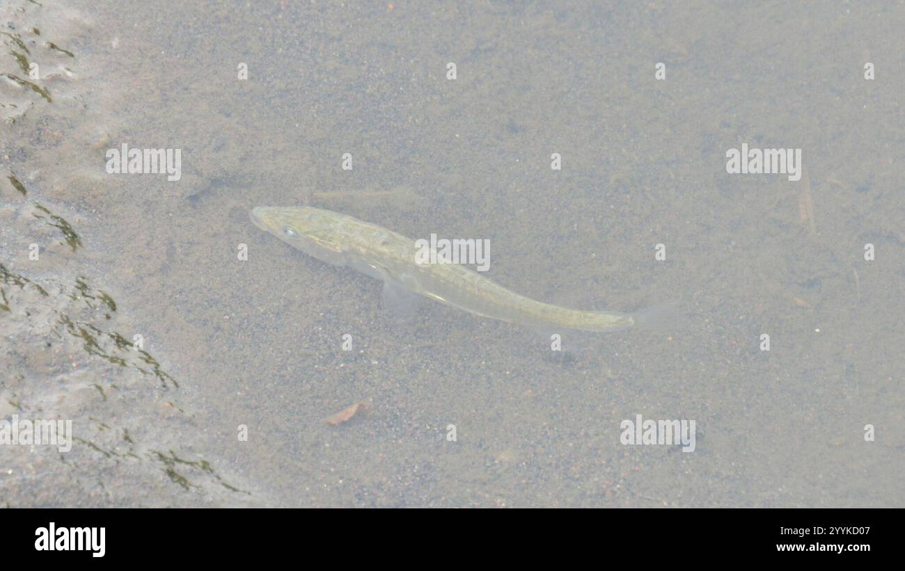 Ray-finned Fishes (Actinopterygii Stock Photo - Alamy