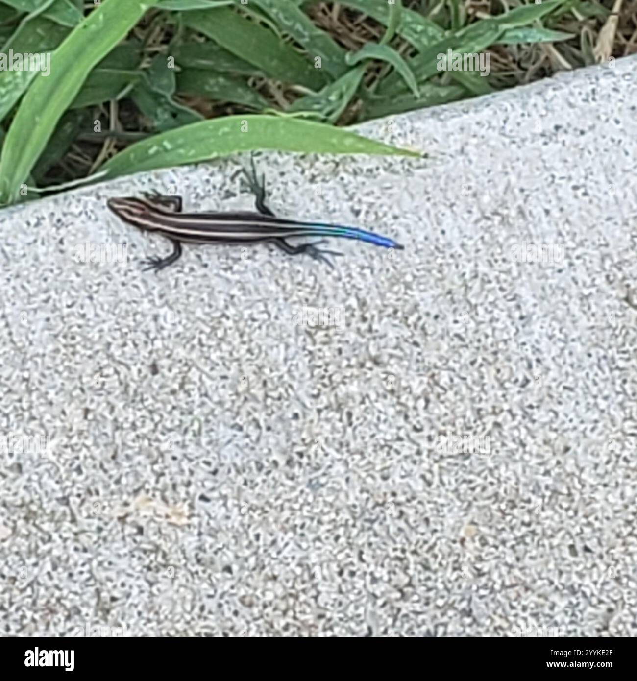 Common Five-lined Skink (Plestiodon fasciatus) Stock Photo