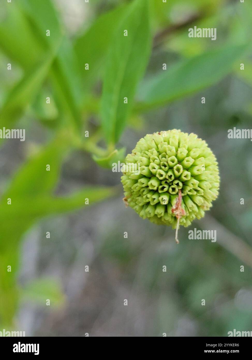 buttonbush (Cephalanthus occidentalis Stock Photo - Alamy