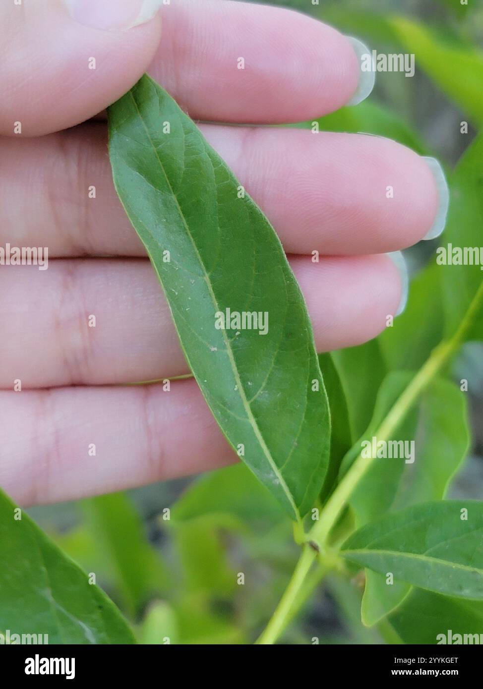 buttonbush (Cephalanthus occidentalis Stock Photo - Alamy