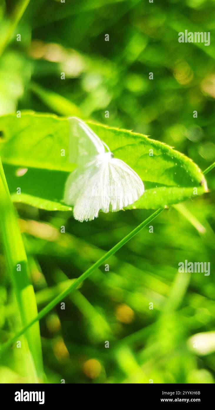 Common White Wave (Cabera pusaria Stock Photo - Alamy