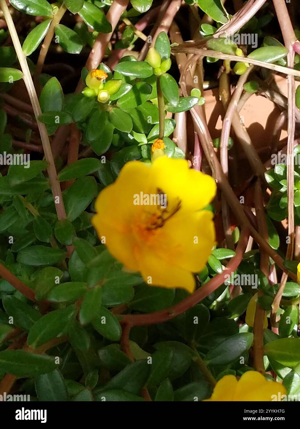 wingpod purslane (Portulaca umbraticola Stock Photo - Alamy