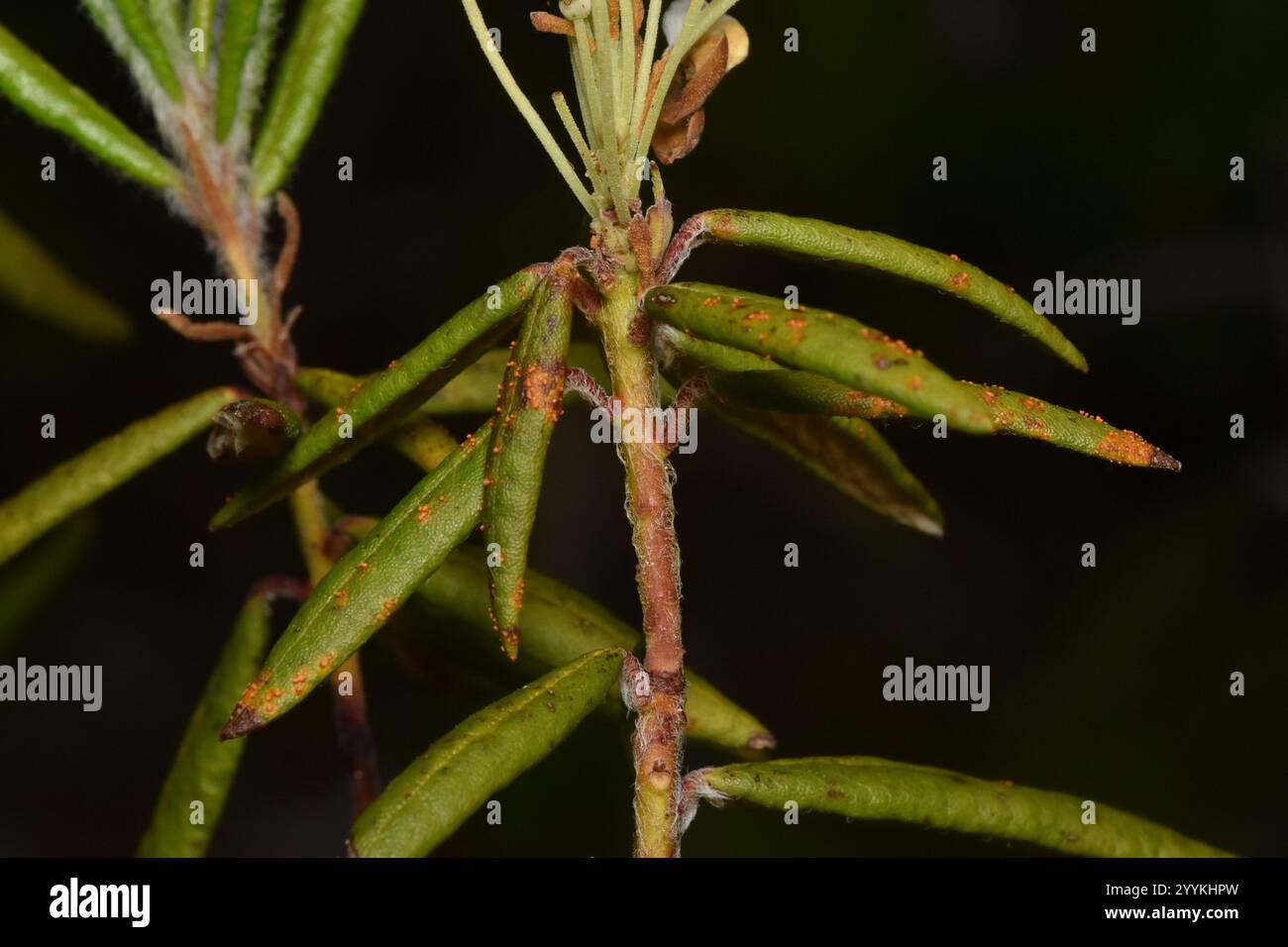 Labrador tea rust hi-res stock photography and images - Alamy