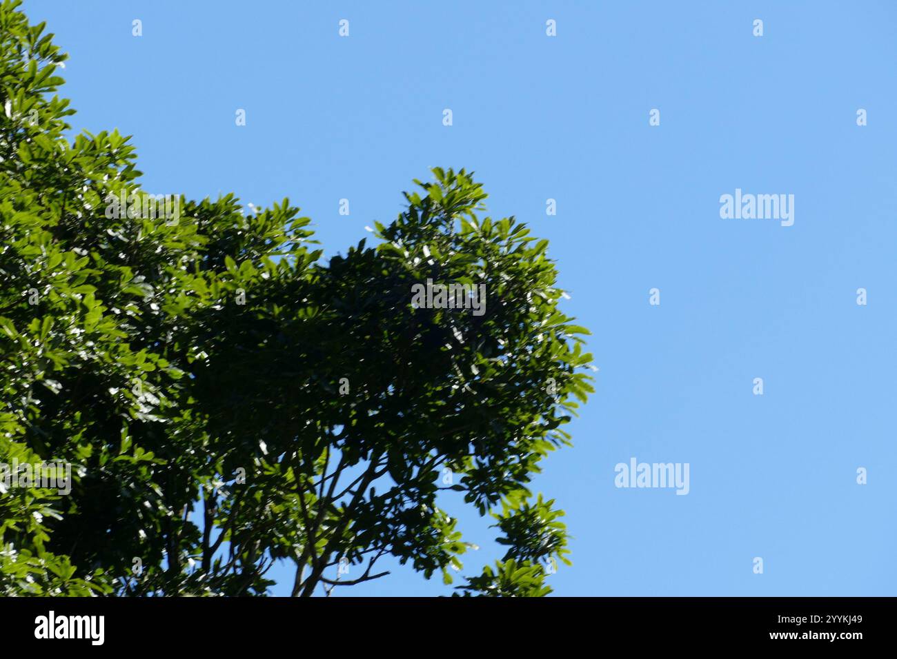 flowering plants (Angiospermae Stock Photo - Alamy