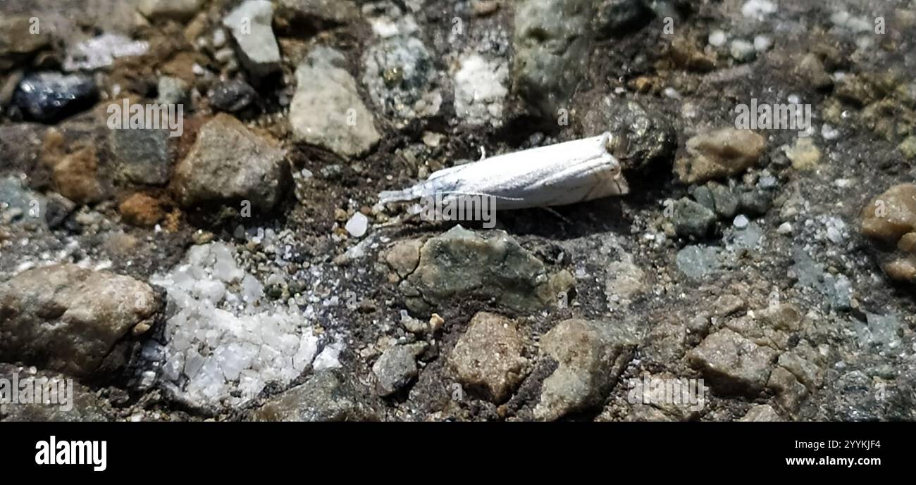 Hook-streaked Grass-veneer (Crambus lathoniellus Stock Photo - Alamy